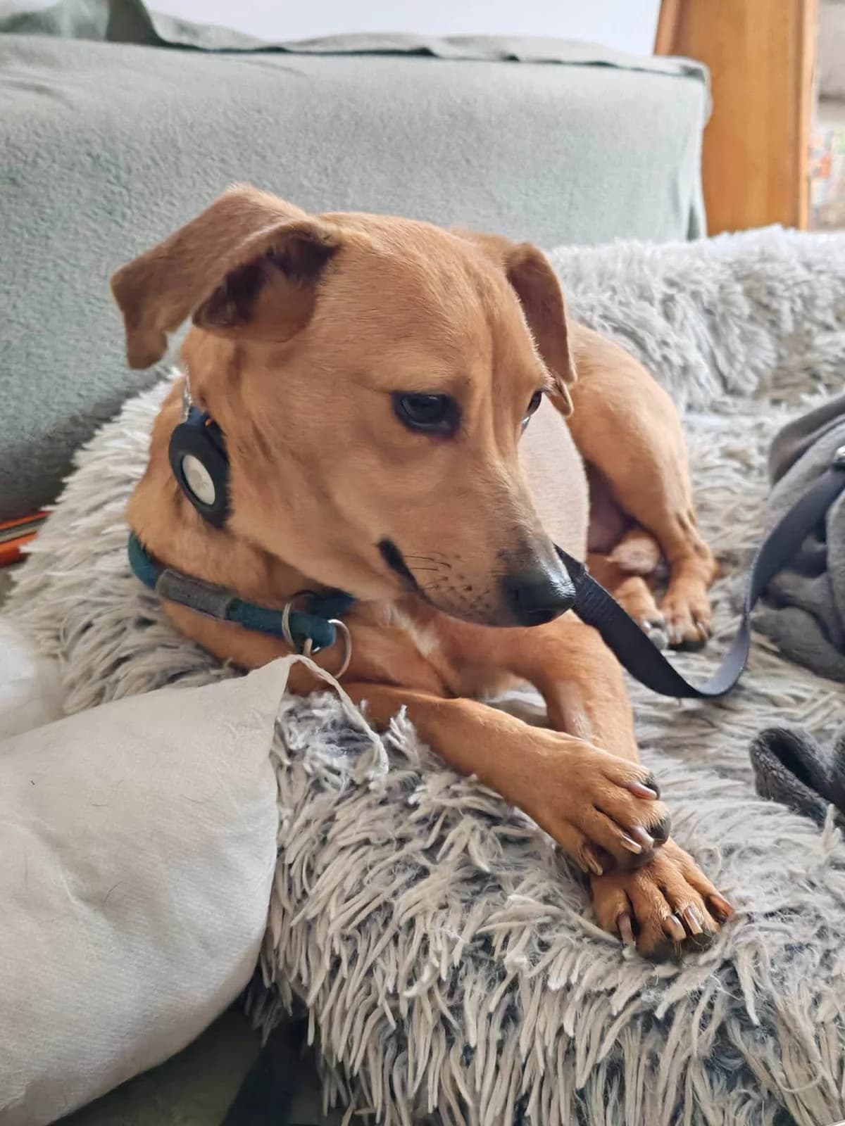 Bori, female Mixed Breed for adoption at Ebremény