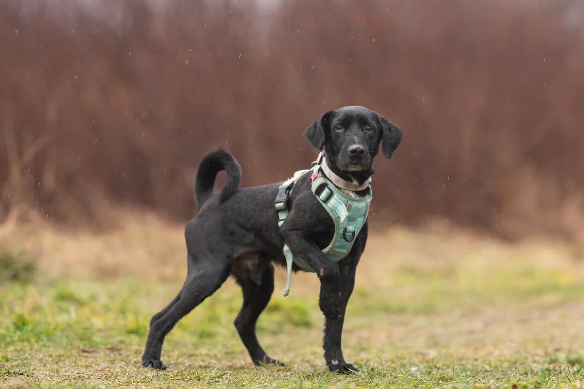 Django, male 4yo Mixed Breed for adoption at Ebremény