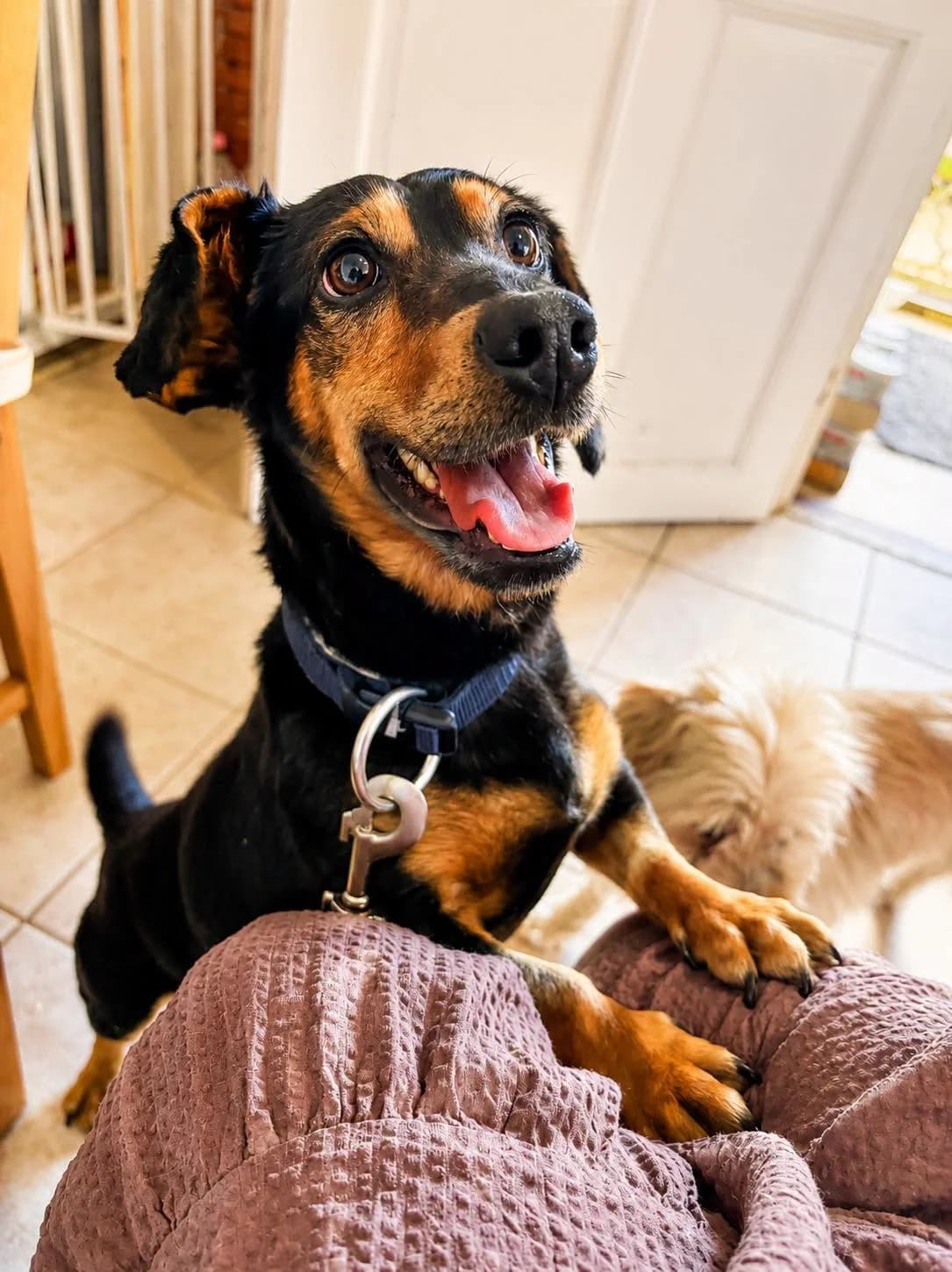 Bubi, male Mixed Breed for adoption at Ebremény