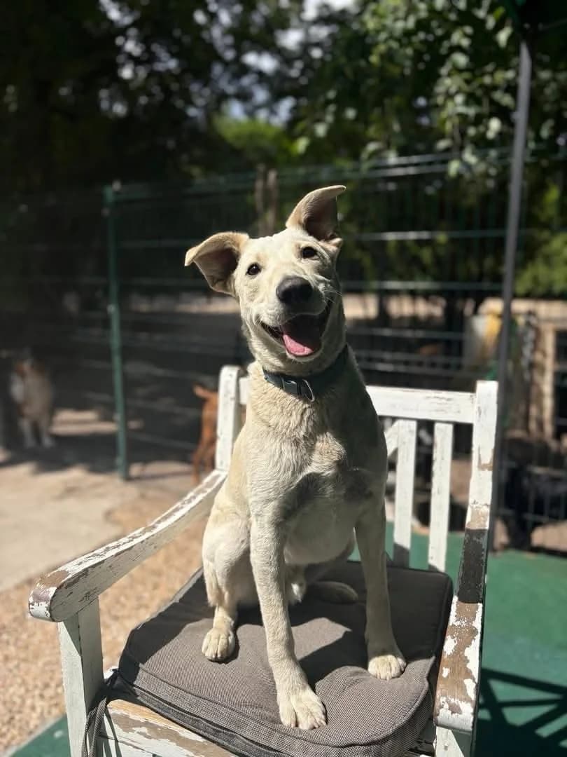 Blinky, male puppy Mixed Breed for adoption at Ebremény