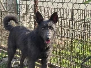 Katinka, female Mixed Breed for adoption at Elek-Ágh Állatmenhely Alapítvány
