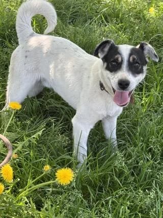 Májló, Mixed Breed (Elek-Ágh Állatmenhely Alapítvány)