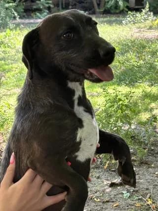 Brownie, male Mixed Breed for adoption at Elek-Ágh Állatmenhely Alapítvány