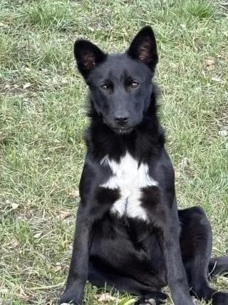 Tália, female Mixed Breed for adoption at Elek-Ágh Állatmenhely Alapítvány