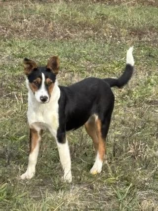 Tessa, female young Mixed Breed for adoption at Elek-Ágh Állatmenhely Alapítvány