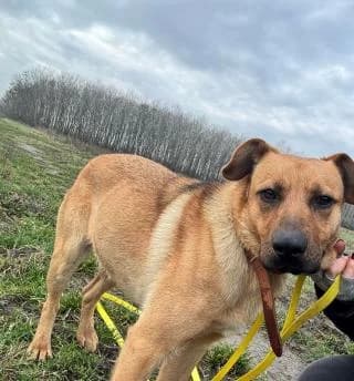 Pajti, male Mixed Breed for adoption at Elek-Ágh Állatmenhely Alapítvány