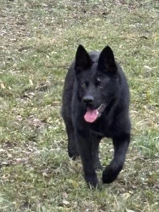 Kántor, male Mixed Breed for adoption at Elek-Ágh Állatmenhely Alapítvány