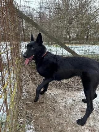 Zara, female Mixed Breed for adoption at Elek-Ágh Állatmenhely Alapítvány