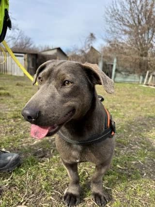 Silver, male Mixed Breed for adoption at Elek-Ágh Állatmenhely Alapítvány