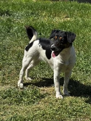 Barka, female Mixed Breed for adoption at Elek-Ágh Állatmenhely Alapítvány
