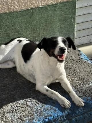 Ada, female Mixed Breed for adoption at Elek-Ágh Állatmenhely Alapítvány