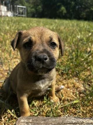 Béni, male Mixed Breed for adoption at Elek-Ágh Állatmenhely Alapítvány
