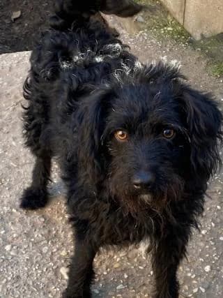 Mutyi, male Mixed Breed for adoption at Elek-Ágh Állatmenhely Alapítvány
