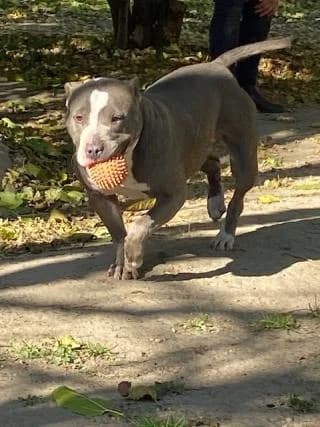 Szépség, female Mixed Breed for adoption at Elek-Ágh Állatmenhely Alapítvány