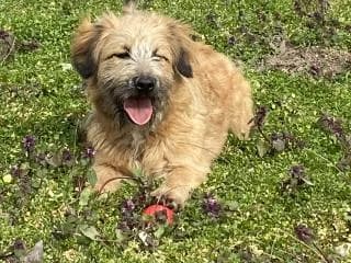 Bütyök, male Mixed Breed for adoption at Elek-Ágh Állatmenhely Alapítvány