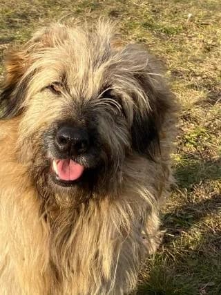 Bukfenc, male Mixed Breed for adoption at Elek-Ágh Állatmenhely Alapítvány