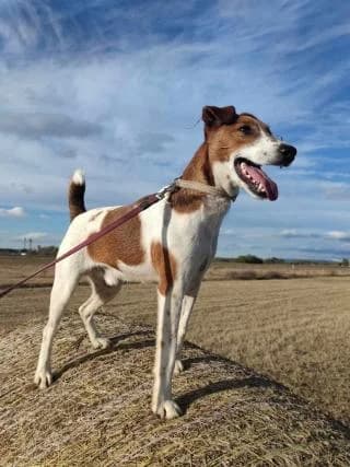 Foltos, male Mixed Breed for adoption at Elek-Ágh Állatmenhely Alapítvány
