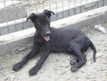 BOXI, male Mixed Breed for adoption at Gazdátlan Kutya Alapítvány