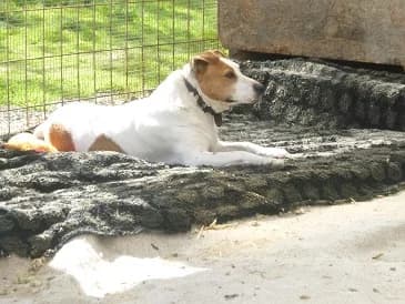 CSENGŐ: Pálházán találták,, female 6yo Mixed Breed for adoption at Gazdátlan Kutya Alapítvány