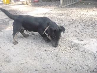 TOTÓ (szi.: 2022.05.01.), male Mixed Breed for adoption at Gazdátlan Kutya Alapítvány