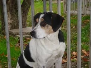BELLA (szi.: 2019):, male 3yo Mixed Breed for adoption at Gazdátlan Kutya Alapítvány