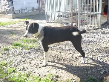 ÁRNIKA 1, female Mixed Breed for adoption at Gazdátlan Kutya Alapítvány