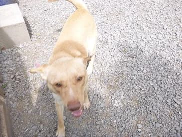 MARCI 7, male Mixed Breed for adoption at Gazdátlan Kutya Alapítvány