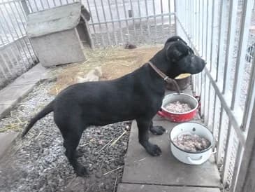 UBUL, male puppy Mixed Breed for adoption at Gazdátlan Kutya Alapítvány