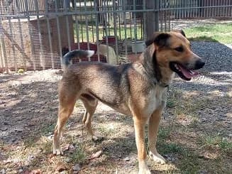 LEVI 1, male Mixed Breed for adoption at Gazdátlan Kutya Alapítvány