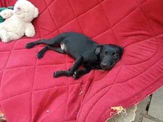APOLLÓ: kb. 4, male Mixed Breed for adoption at Gazdátlan Kutya Alapítvány