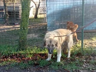 LEO, male young Mixed Breed for adoption at Gazdátlan Kutya Alapítvány