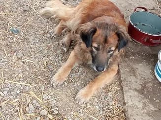 OTTÓ, male young Mixed Breed for adoption at Gazdátlan Kutya Alapítvány