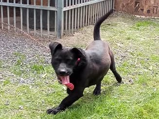 Yoko egy, male Mixed Breed for adoption at Gazdátlan Kutya Alapítvány