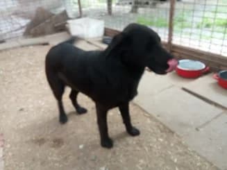 Samusamu (szi.:,  Mixed Breed for adoption at Gazdátlan Kutya Alapítvány