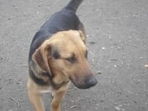 Csuti csuti,  Mixed Breed for adoption at Gazdátlan Kutya Alapítvány