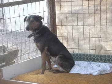 Tabak (tabi)tabak,  Mixed Breed for adoption at Gazdátlan Kutya Alapítvány
