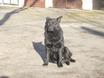 Puncs,  senior Mixed Breed for adoption at Gazdátlan Kutya Alapítvány