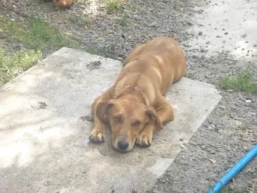 Penge,  Mixed Breed for adoption at Gazdátlan Kutya Alapítvány