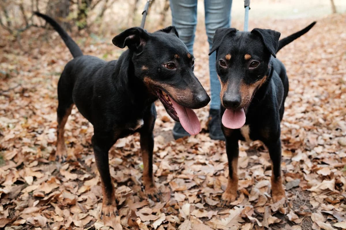Moyra, female 4yo Mixed Breed for adoption at HEROSZ Herman Ottó Magyar Országos Állat- és Természetvédő Egyesület