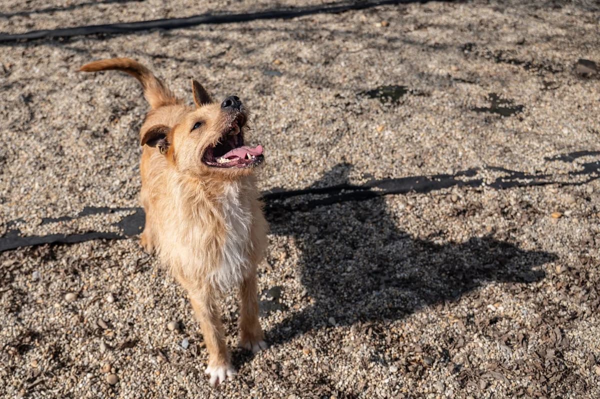 Buksi, Mixed Breed (HEROSZ Herman Ottó Magyar Országos Állat- és Természetvédő Egyesület)