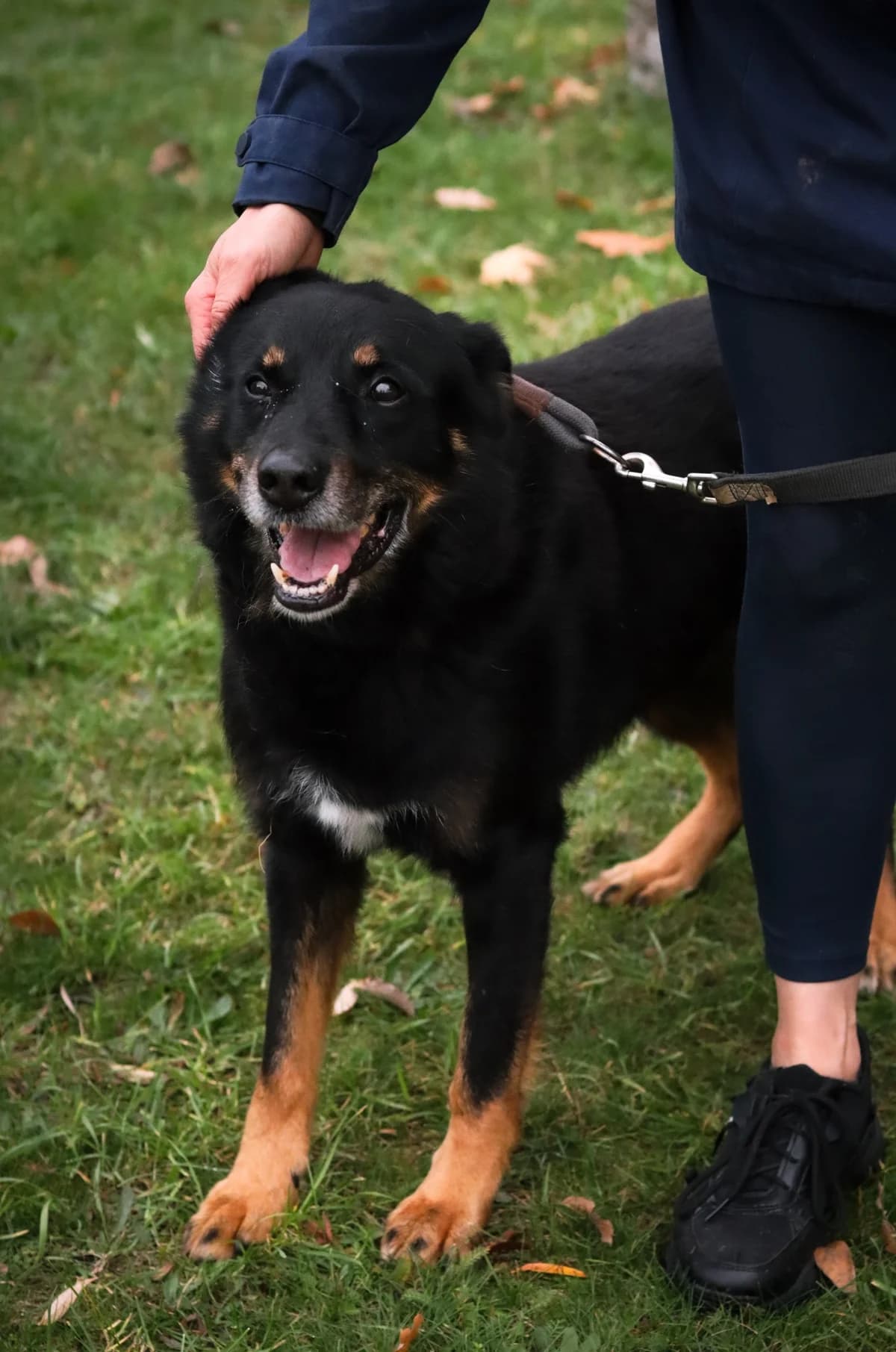 Lucky, male senior Mixed Breed for adoption at HEROSZ Herman Ottó Magyar Országos Állat- és Természetvédő Egyesület