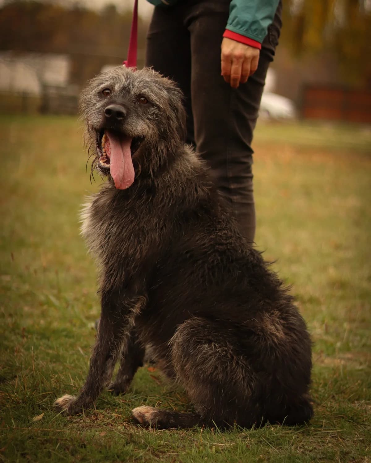 Ozzy, male 7yo Mixed Breed for adoption at HEROSZ Herman Ottó Magyar Országos Állat- és Természetvédő Egyesület
