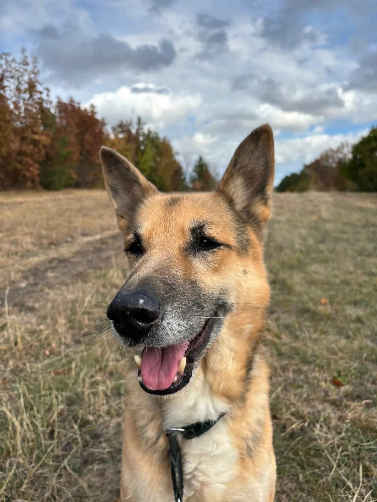 Bobi, male senior Mixed Breed for adoption at HEROSZ Herman Ottó Magyar Országos Állat- és Természetvédő Egyesület