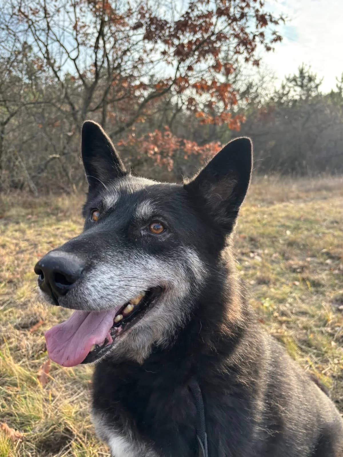 Rambó, male senior Mixed Breed for adoption at HEROSZ Herman Ottó Magyar Országos Állat- és Természetvédő Egyesület