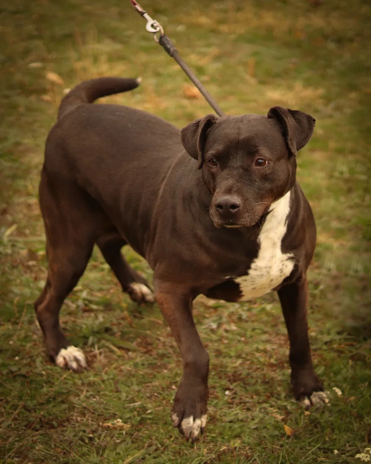 Luna, female senior Mixed Breed for adoption at HEROSZ Herman Ottó Magyar Országos Állat- és Természetvédő Egyesület