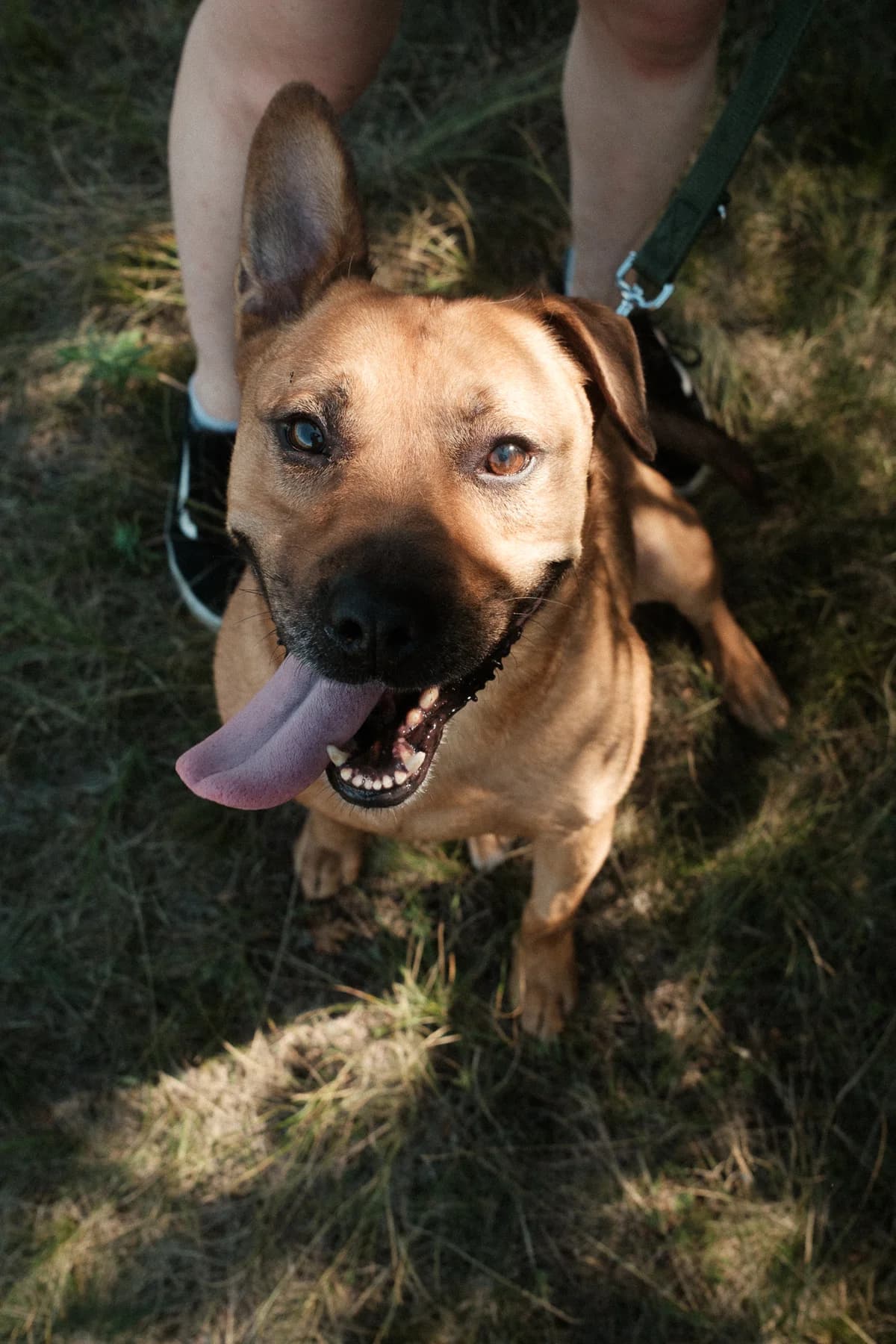 Brownie, male senior Mixed Breed for adoption at HEROSZ Herman Ottó Magyar Országos Állat- és Természetvédő Egyesület