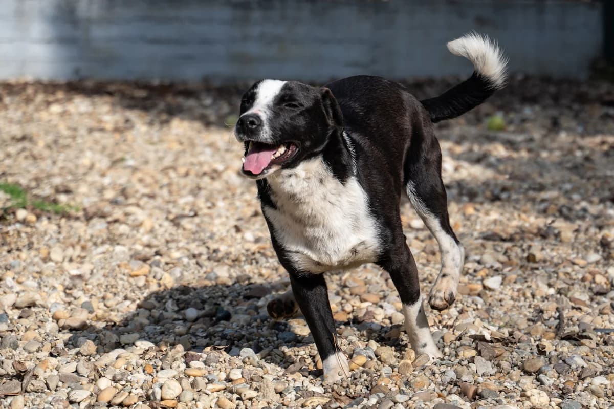 Pluto, male young Mixed Breed for adoption at HEROSZ Herman Ottó Magyar Országos Állat- és Természetvédő Egyesület