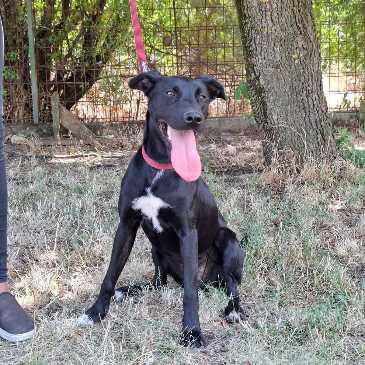 Leila, female young Mixed Breed for adoption at HEROSZ Herman Ottó Magyar Országos Állat- és Természetvédő Egyesület