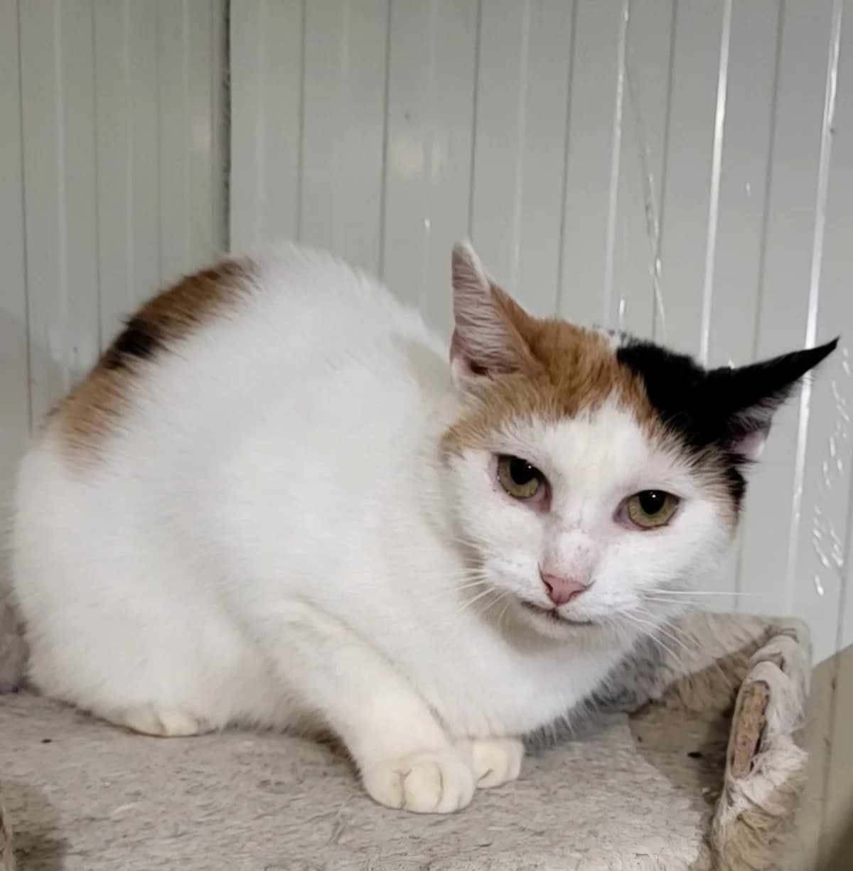 Mókuska, female 7yo Mixed Breed for adoption at HEROSZ Herman Ottó Magyar Országos Állat- és Természetvédő Egyesület