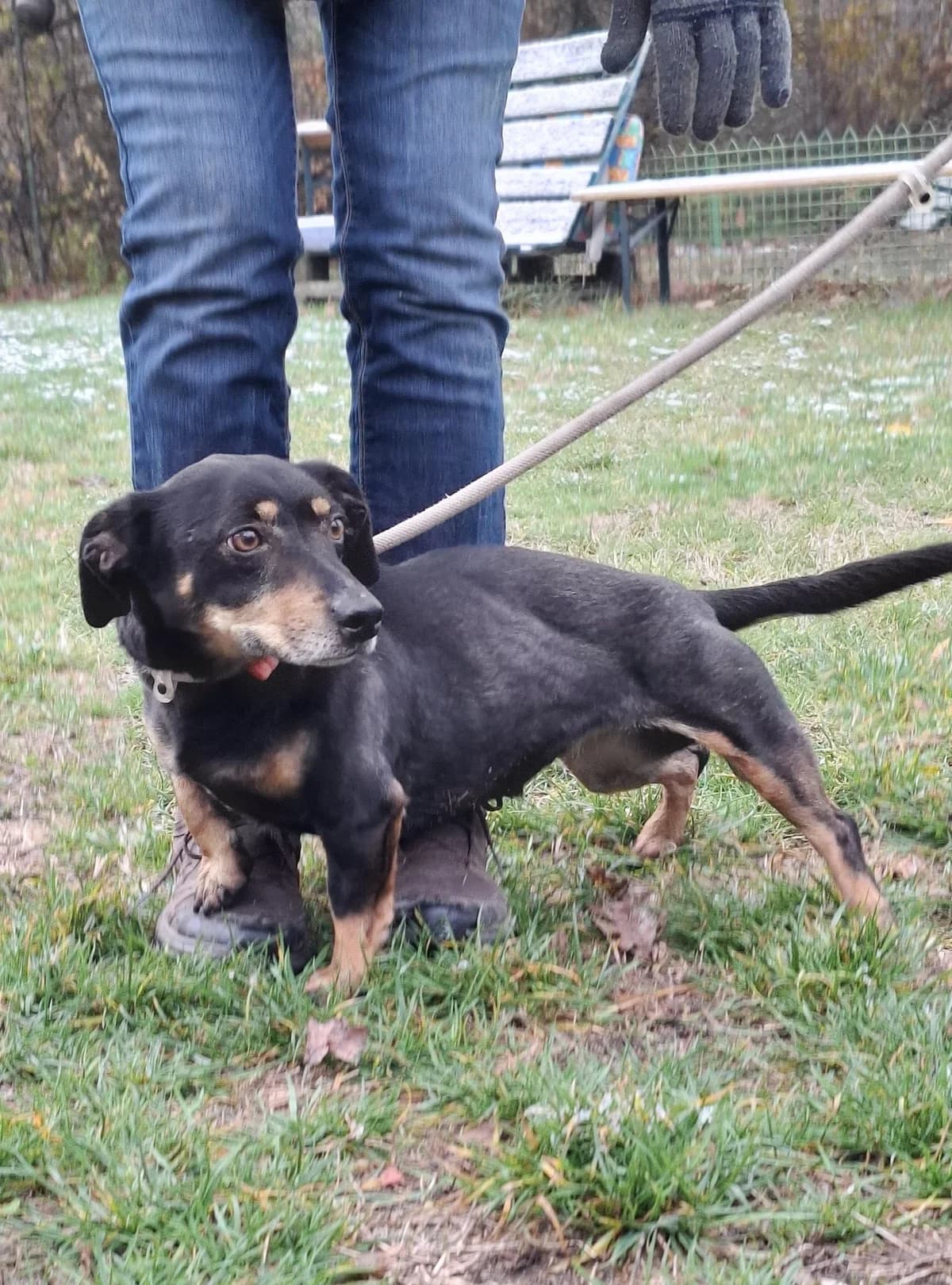 Mia, female Mixed Breed for adoption at HEROSZ Herman Ottó Magyar Országos Állat- és Természetvédő Egyesület